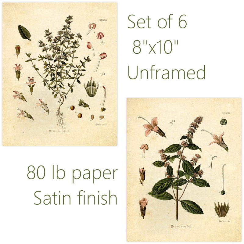 Ink Inc. Vintage Botanical Prints | Kitchen Herb Wall Art Thyme, Mint, Rosemary, Parsley, Sage, Fennel | Set of 6 8"x10" Unframed - Image 3